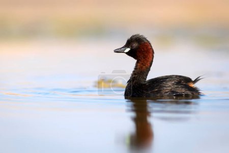 Photo for Cute little bird. A waterfowl common in wetlands Little Grebe. (Tachybaptus ruficollis). - Royalty Free Image