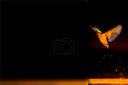Foto de El martín pescador volador. Foto con efecto vidrio esmerilado aplicada a un lado. presentación, tarjeta, cartel, etc. Imagen lista para usar. - Imagen libre de derechos