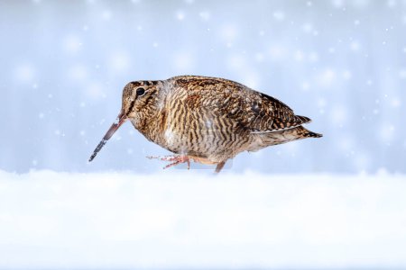 Foto de Woodcock. Fondo de naturaleza de invierno. Bird: Eurasian Woodcock. (Scolopax rusticola). - Imagen libre de derechos
