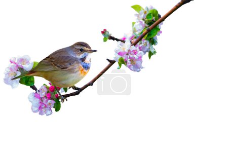 Téléchargez les photos : Un oiseau mignon sur une branche en fleurs. Images isolées. Fond blanc. - en image libre de droit