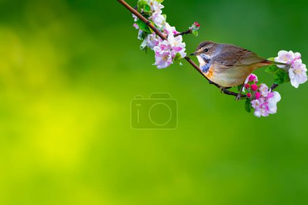 A cute bird on a blooming branch. Blue nature background. Common bird: Bluethroat.