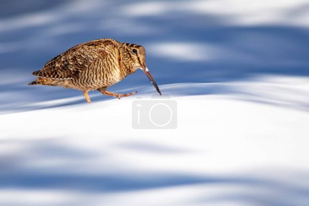 Waldschnepfe. Schnee und trockenes Laub im Hintergrund. Getarntes Tier.Vogel: Waldschnepfe. Scolopax rusticola. 