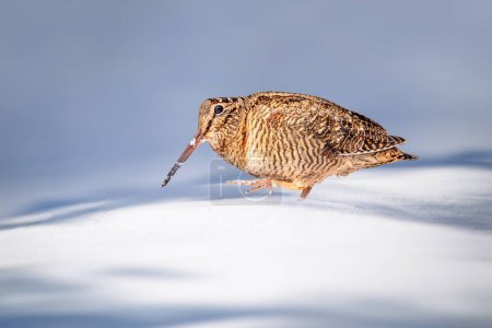 Foto de Woodcock. Fondo de nieve y hojas secas. Animales camuflados.Pájaro: Eurasian Woodcock. Scolopax rusticola. - Imagen libre de derechos