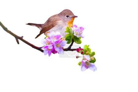 A cute bird posing in spring flowers. Isolated bird and branch. White background. Bird: Red-breasted Flycatcher. Ficedula parva.