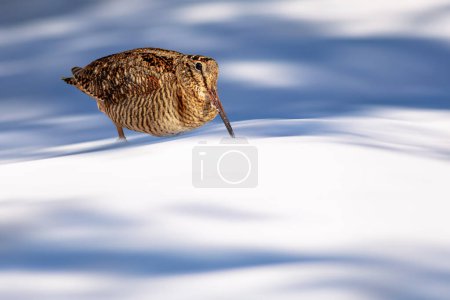 Foto de Un gaitero fotografiado en la nieve. Fondo de la naturaleza blanca. Eurasian Woodcock. Scolopax rusticola. - Imagen libre de derechos