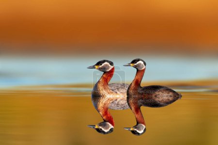 Photo for An aquatic bird captured by its reflection in the water. Red necked Grebe. Podiceps grisegena. Colorful nature background. - Royalty Free Image