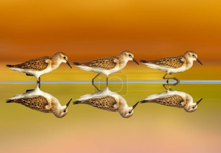 Photo for Cute sandpipers walking on still water. Colorful nature background. Little Stint. Calidris minuta. - Royalty Free Image