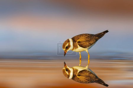 Téléchargez les photos : Joli petit oiseau de rivage. Fond naturel coloré. Pluvier annelé commun. Charadrius hiaticula. - en image libre de droit