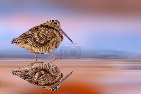 A sandpiper photographed at the water's edge. Colorful nature background. Eurasian Woodcock. Scolopax rusticola.