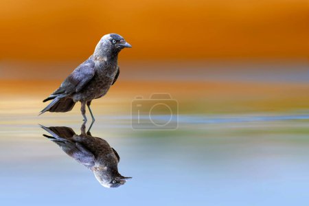Téléchargez les photos : Un corbeau prêt à boire de l'eau. Western Jackdaw. Coloeus monedula. Fond naturel coloré. - en image libre de droit