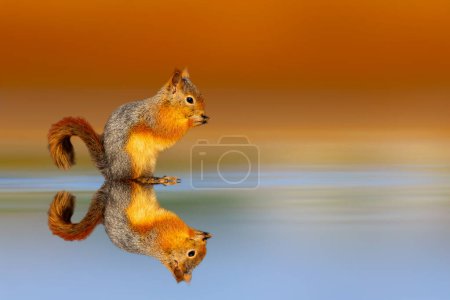 Téléchargez les photos : Un joli écureuil photographié sur de l'eau calme. Fond naturel coloré. - en image libre de droit