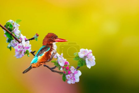 Téléchargez les photos : Un oiseau coloré au début du printemps. Kingfisher à gorge blanche. Halcyon smyrnensis. - en image libre de droit