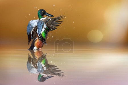 Photo for A beautiful duck photographed at the moment of spreading its wings. Duck: Northern Shoveler. Spatula clypeata. - Royalty Free Image