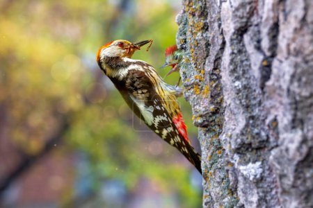 A cute woodpecker in a wonderful nature. Middle Spotted Woodpecker. Colorful nature background. 