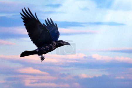 Téléchargez les photos : Un corbeau volant. Fond bleu ciel. - en image libre de droit