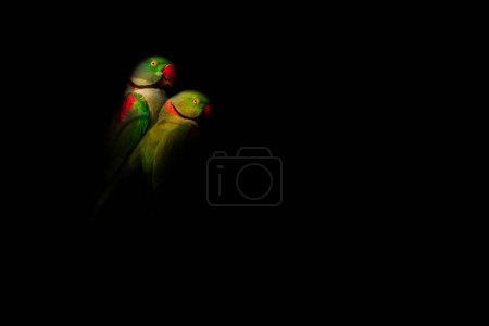 Zielone papugi. Zdjęcie ptaka edytowane techniką "low key". Fotografia artystyczna dzikiej przyrody. Czarne tło.