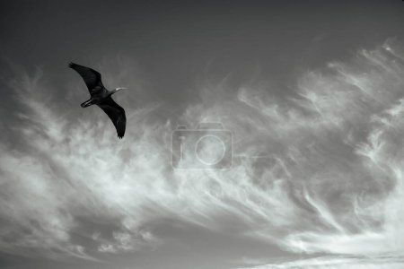 Flying bird. Black white wildlife photography. Northern Bald Ibis. endangered species.