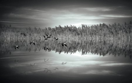 Lago. Fotografía de fauna blanca negra.  