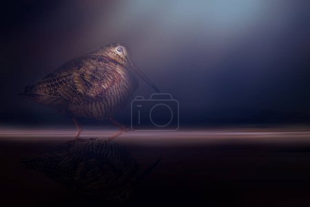 Woodcock posiert in wunderschönem Licht. Dunkler Hintergrund.