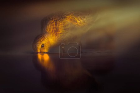 Foto eines Vogels, aufgenommen in weichem lokalen Licht. Beeindruckende Naturaufnahmen. Dunkler Hintergrund. Brachwasserläufer.