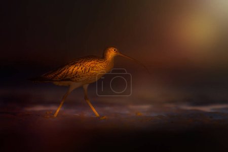 Seul oiseau.Photo d'un oiseau photographié en douce lumière locale. Photographie animalière impressionnante. Fond nature sombre. Épinoches.