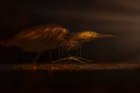 Photo of a bird photographed in soft local light. Impressive wildlife photography. Dark nature background. Squacco Heron.