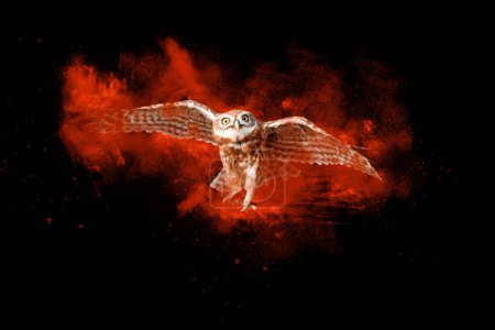 Flying owl. Art wildlife. Dark background. 