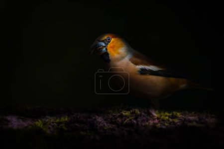 Wildlife photography under spotlight. Dark nature background. Hawfinch.