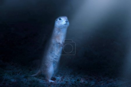 Artistic wildlife photography. Dark nature background.  Souslik Ground Squirrel.Spermophilus xanthoprymnus.