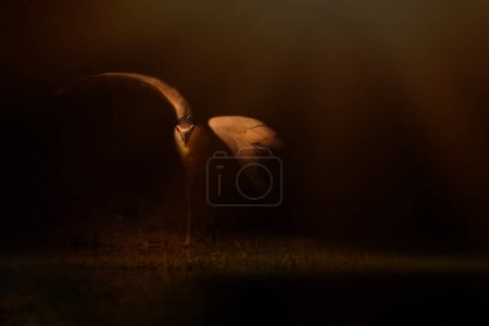 Oiseau héron dans l'habitat du lac. Photographie animalière artistique. Fond nature sombre. Héron de nuit couronné noir