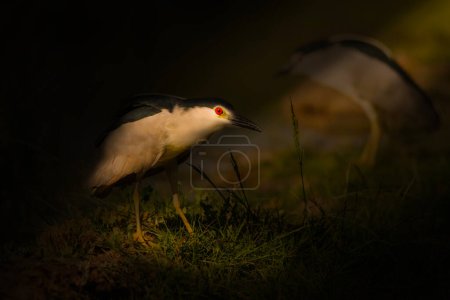 Heron bird in lake habitat. Artistic wildlife photography. Dark nature background. Black crowned Night Heron