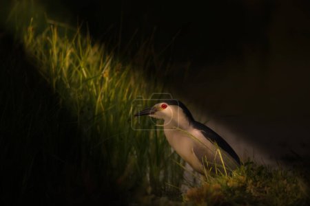 Heron bird in lake habitat. Artistic wildlife photography. Dark nature background. Black crowned Night Heron