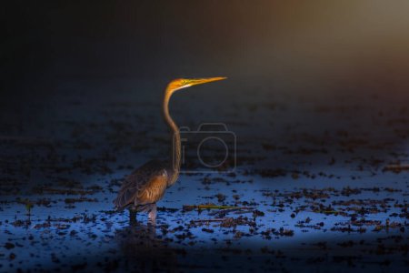 Heron bird in lake habitat. Artistic wildlife photography. Dark nature background. Puprle heron.