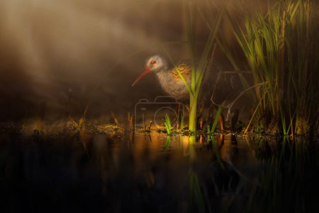 Un oiseau dans un habitat humide. Photographie animalière artistique. Fond nature sombre. Oiseau : Râle aquatique. Rallus aquaticus.