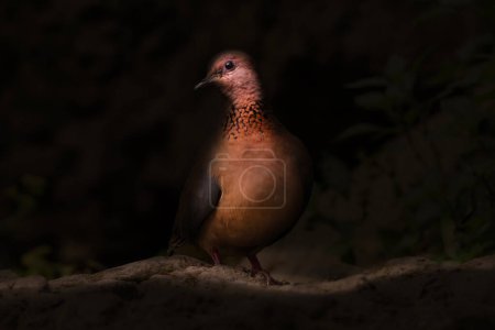 Artistic wildlife photography. Nature background. Laughing Dove.  
