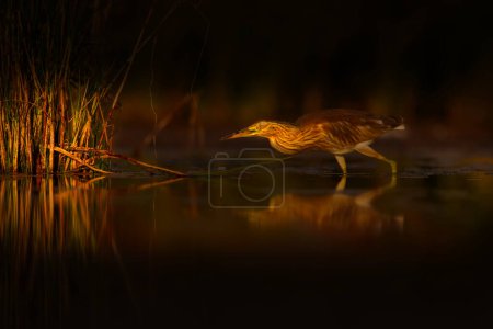 Heron. Artistic wildlife photography. Nature background.  