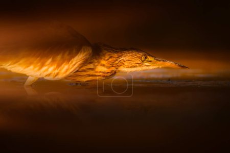 Heron. Artistic wildlife photography. Nature background.  