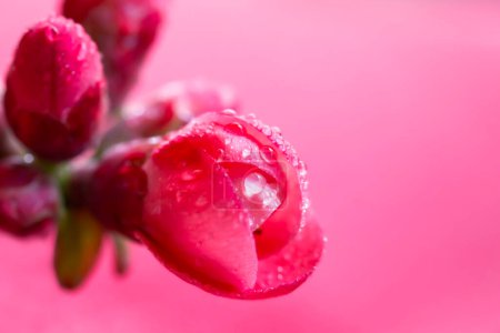 Plante japonaise de coing. Vue rapprochée de la plante avec des fleurs rouges et roses. macro photo fleur. Chaenomeles (Cydonia). japonica (Rosacées). Fond rose.