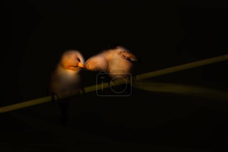 Besando pájaros. Fotografía artística de vida silvestre. Fondo de naturaleza oscura. 