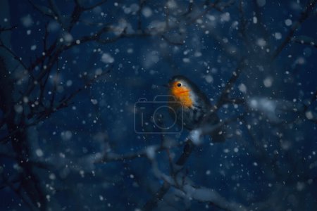 Winter and robin. Artistic wildlife photography. Dark nature background. 