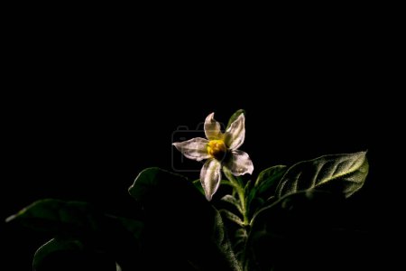 Photo for Solanum pseudocapsicum. Flower image of the plant that can grow in mini tree form. - Royalty Free Image