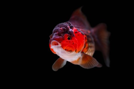 Photo for Ranchu or lionhead goldfish. Dark background. - Royalty Free Image