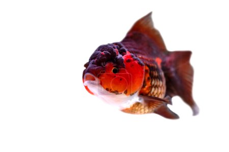 Photo for A cute aquarium fish. Ranchu or lionhead goldfish. Isolated fish. - Royalty Free Image