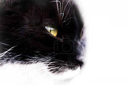 primer plano retrato de un gato callejero. 