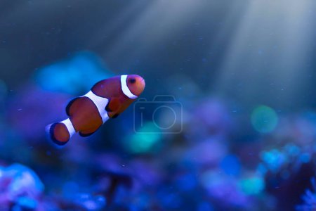 Orangefarbener Clownfisch. Amphiprion percula. Blauer Wasserhintergrund. 