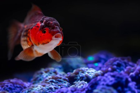 Photo for A cute aquarium fish. Ranchu or lionhead goldfish. Nature background. - Royalty Free Image
