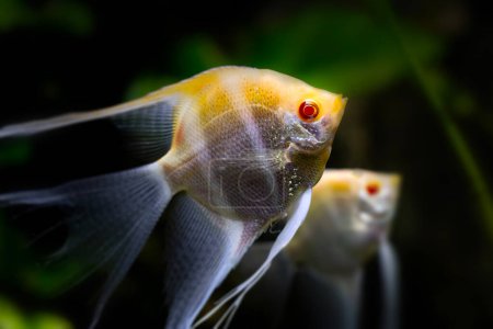 Angelfish. Fish photographed close-up. Nature background.
