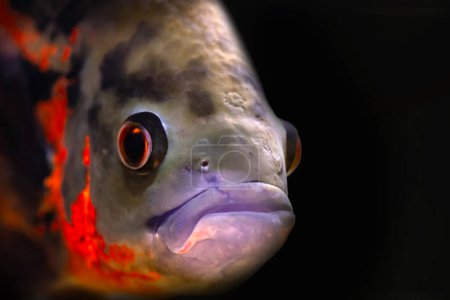 Un des poissons les plus célèbres dans les aquariums. Astronotus ocellatus. Fond noir. (Oscar Cichlid)