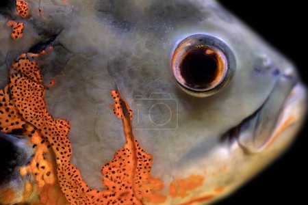 Einer der berühmtesten Fische im Aquarium. Astronotus ocellatus. Schwarzer Hintergrund. (Oscar Buntbarsch)