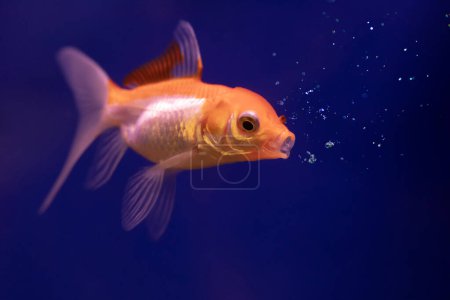 Un lindo pez dorado soplando burbujas de aire. Fondo azul. 